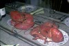 Thumbs/tn_Lobsters at Cape Cod ca 79.jpg